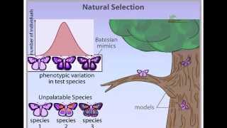 Natural Selection animation stabilizing disruptive and directional selection [upl. by Oinotna173]