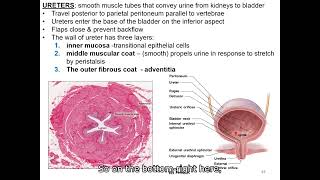 Urinary System part 5 urine flow from kidney micturition [upl. by Ronoc]