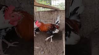 whitehackle gamefowl rooster gamefowlbreeder gamefowlbreeding gallosdecombate [upl. by Etnomed572]