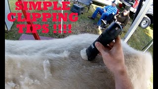 Simple Show Cattle Clipping Tips [upl. by Goldshell]