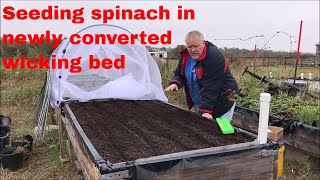 Aquaponic gravel bed to wicking bed conversion completed [upl. by Petes]