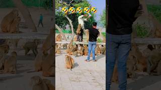 Bhai sahab ko Bandar ko biscuit khilane ka bahut shauk tha 🤣🤣monkeyvideo bandarvideo comedyfunny [upl. by Anila210]