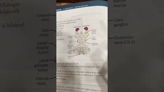 Pupillary light reflex neetpg usmle eyes ophthalmology mnemonics [upl. by Hiett125]