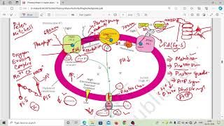 Chemiosmosis Hypothesis Chemiosmotic Theory Photosynthesis in Higher Plants NEET [upl. by Anestassia]