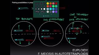 Euploids Part 2 [upl. by Fatma]