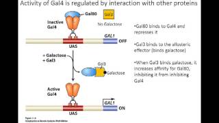 Gal system in eukaryotes [upl. by Dud660]