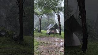 It was solo camping in torrential rain and thick fog in the forest campinginheavyrain shorts [upl. by Aman]