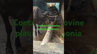 Treatment of contagious bovine pleuropneumonio in cow ampBuffaloPKdairyfarmingvillagelifestyle [upl. by Cho]