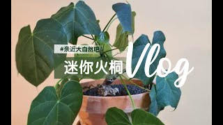 第608弹：迷你火桐firmiana colorata：独一无二的生命 [upl. by Galang]