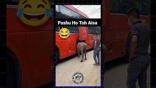 Try not to laugh 🤣🤣🤣 pashu cow pets china tour cattle animals viralvideo trending shorts [upl. by Ecnav]