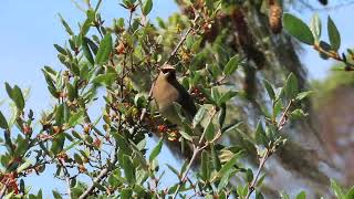 Waxwings eating Soapberries June 9 10 17 2024 PNW [upl. by Rena]