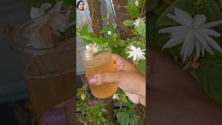 🔴Homemade fertilizer uses amp benefits  get maximum flowering amp fruiting youtubeshorts [upl. by Eniwtna59]