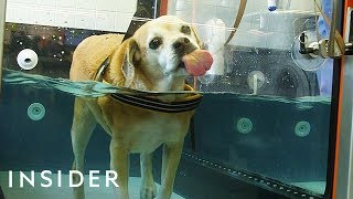 Underwater Treadmills Help To Heal Dogs [upl. by Ttcos891]