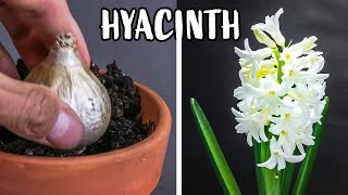 Growing Hyacinth Flower From Bulb Time Lapse 121 Days [upl. by Leamaj]