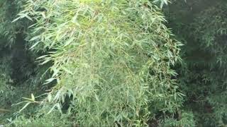 Vivax Pigskin Bissetii Bamboo [upl. by Galen]