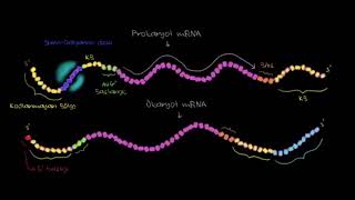 Prokaryot ve Ökaryot Translasyonu Arasındaki Farklar Fen Bilimleri Biyoloji [upl. by Giule]