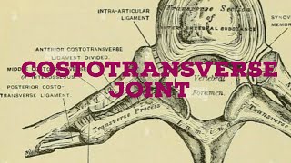 Costotransverse joint [upl. by Anirehtac356]