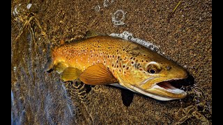 FLY FISHING FOR TROUT  TIPS AND ADVICE FOR THE TASMANIAN HIGHLANDS [upl. by Daniyal]