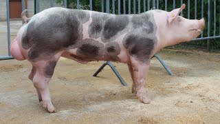 Pietrain Pigs  Belgian Blue Of The Pig World [upl. by Anila360]