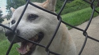 Doge Abducted by Aliens Shiba Inu Abduction Caught on Tape So Wow [upl. by Laehcym]