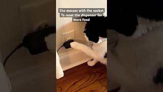 Cat Food Dispenser Hack [upl. by Llatsyrc339]