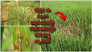 Paddy Blast disease  ಭತ್ತದ ಬೆಂಕಿ ರೋಗ ಸಂಪೂರ್ಣ ಮಾಹಿತಿ  Symptoms amp control measures [upl. by Atinwahs282]