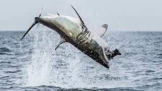 Flying Shark Great White Breaches Off South Africas Coast [upl. by Eanil]