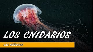 LOS CNIDARIOS [upl. by Fotinas]