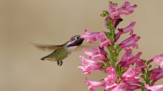 Tips on Growing Penstemons [upl. by Steady]