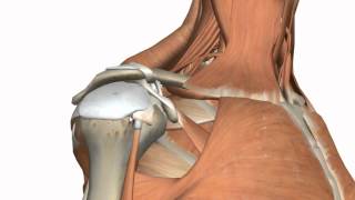 Shoulder Joint  Glenohumeral Joint  3D Anatomy Tutorial [upl. by Homere479]