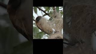 Penduline tit steal material from someone elses nest shots birds wildlife [upl. by Nilreb]