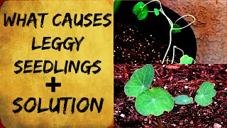 Leggy Seedlings  Tall amp Spindly  Cause amp Solution  Organic Gardening Tips [upl. by Nesilla]