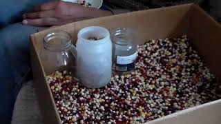 Sorting corn kernels after decobbing [upl. by Sine]