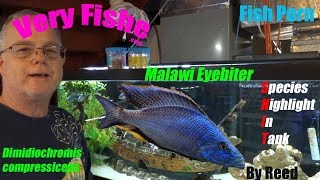 Malawi EyeByter  Dimidiochromis compressiceps Species Highlight In Tank [upl. by Atreb]