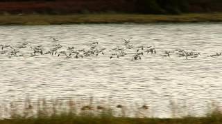 avocets in flight [upl. by Noiwtna]