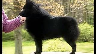 Schipperke  AKC Dog Breed Series [upl. by Margarette665]