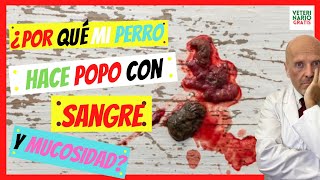 ⚠️ ¿PORQUE MI PERRO HACE HECES POPO CON SANGRE Y MUCOSIDAD⚠️HECES CON SANGRE EN PERROS [upl. by Nahamas]