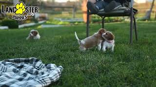 Friendly Cavalier King Charles Spaniel Puppies [upl. by Bausch]