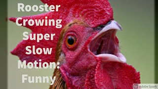 Rooster Crowing In Slow Motion [upl. by Nahsaj]