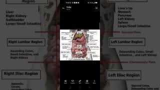 Abdomen Region Anatomy and Physiology ytshort video [upl. by Maryjo]