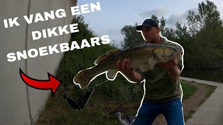 Doodaas en Jiggen op Snoekbaars [upl. by Kissee]