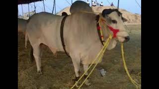 pure Ongole bulls no dout save the Ongole cows and bulls [upl. by Arahsal]