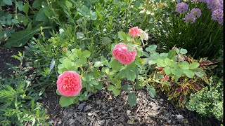 Lyndale Rose garden in Minneapolis rose garden 2024 nature flowers [upl. by Dhaf822]