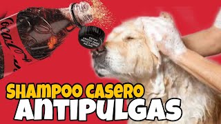 Shampoo AntiPulgas 100 CASERO Para Perros y Gatos [upl. by Myrilla]