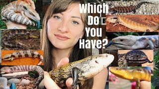 Types Of Blue Tongue Skinks Subspecies [upl. by Len]