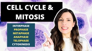 Cell Cycle amp MITOSIS Alevel Biology Prophase Metaphase Anaphase and Telophase [upl. by Lanford]