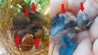 TIRANDO BERNE PARASITANDO EM FILHOTES DE PAPA CAPIM Removing parasite from baby Bird [upl. by Ecreip670]