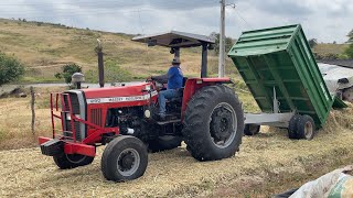 Dois tratores massey ferguson trabalhando na silagem de capim e cana de açúcar [upl. by Naryt]