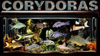 Best Corydoras Catfish for your Aquarium Fish Tank AWESOME Fresh Water Bottom Dwellers [upl. by Amsden]