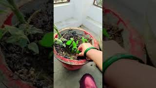 A to Z information about Aprajita plant plantsngardens trendingshorts plants flowers [upl. by Leiand]